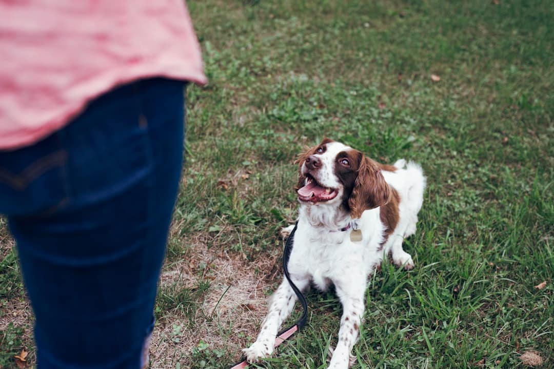 An eager, medium breed psychological service dog in training practices with a women in a pink shirt.