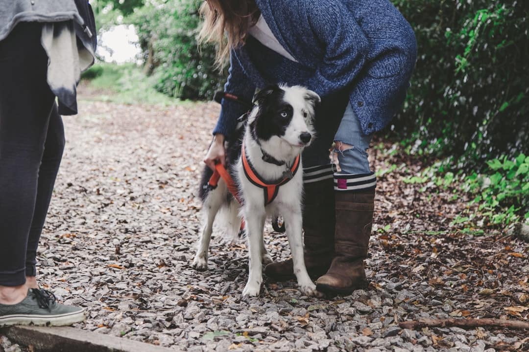A psychological or psychiatric service dog in a red vest leans against their handler, who is patting the dog's side.